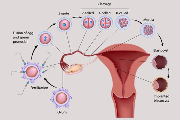 Natural Cycle IVF  Natural Cycle Embryo Transfer